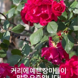 피드에 업로드 된 이미지