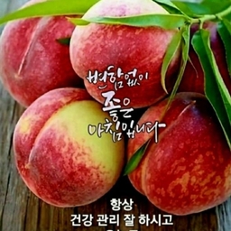 피드에 업로드 된 이미지