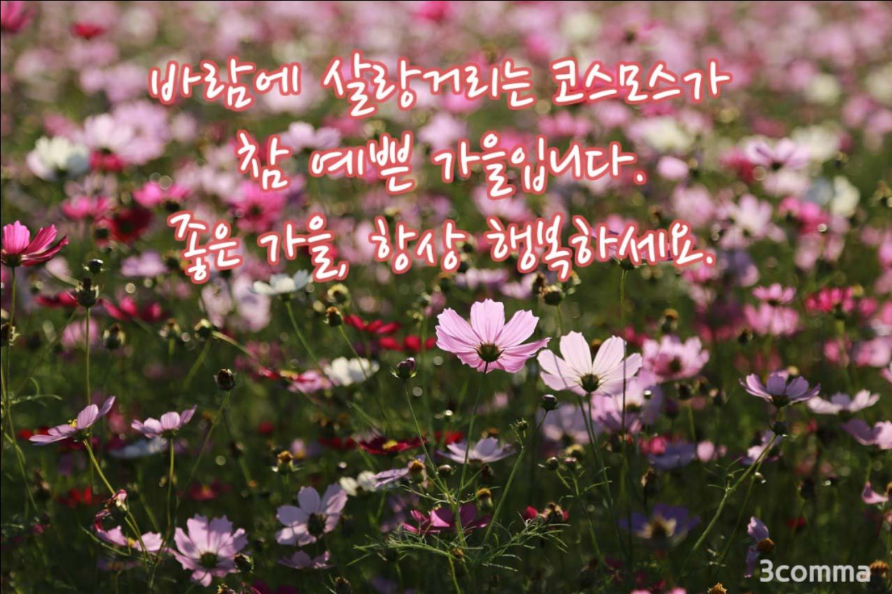 피드 이미지