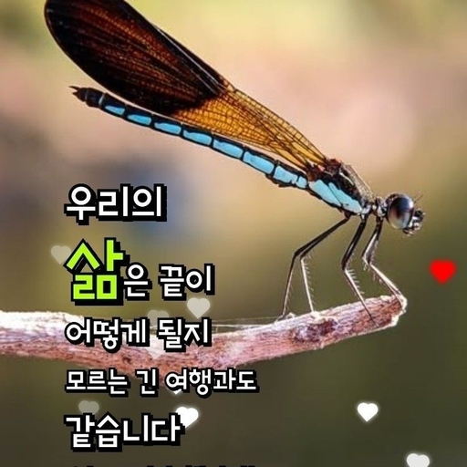피드 이미지