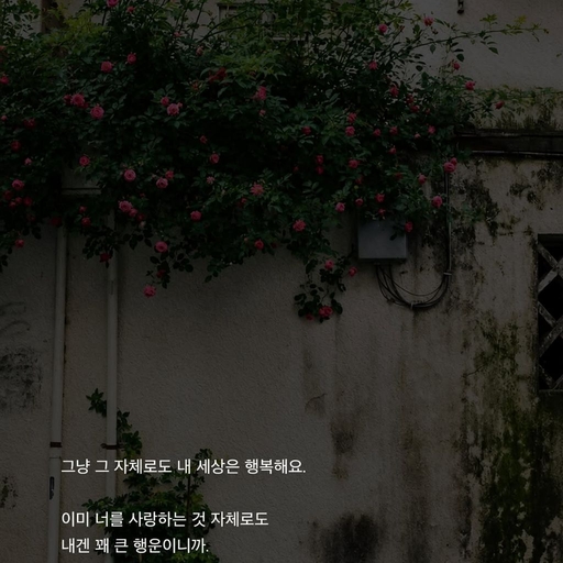 피드 이미지