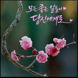피드에 업로드 된 이미지