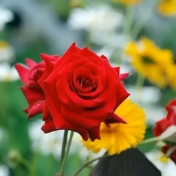 피드에 업로드 된 이미지