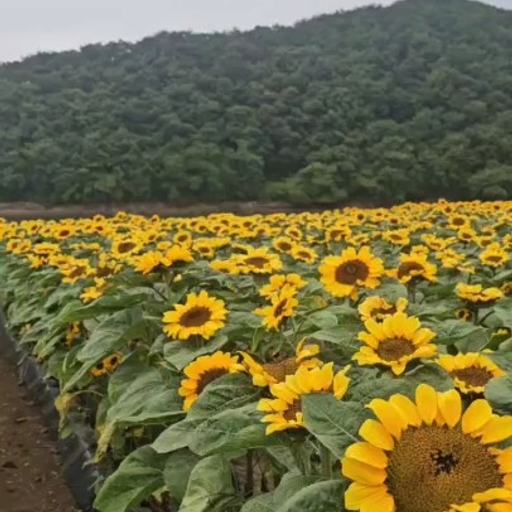 피드 이미지