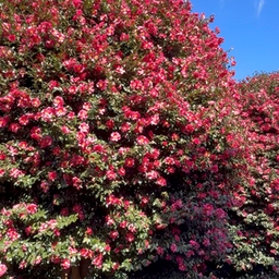 피드에 업로드 된 이미지