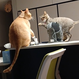 피드에 업로드 된 이미지